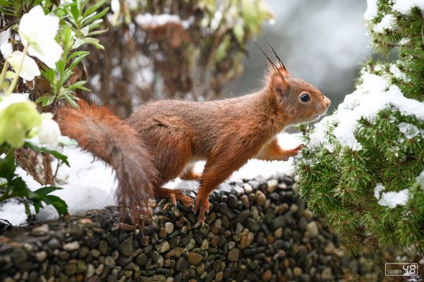 Januar 2021, Eichhörnchen, Balkon und Schnee