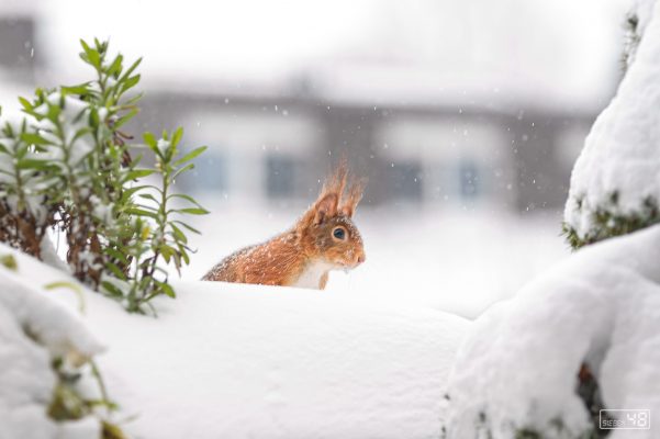 Januar 2021, Eichhörnchen, Balkon und Schnee