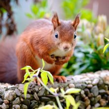 pelziger Freund, Oktober 2020