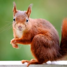 pelziger Freund, Oktober 2020