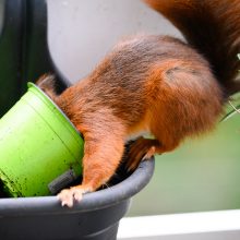 pelziger Freund, Oktober 2020