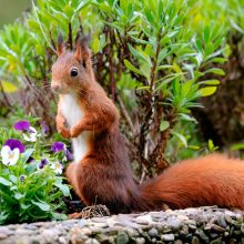 pelziger Freund, Oktober 2020