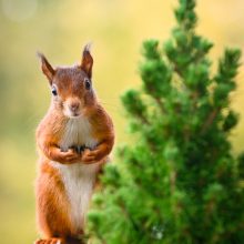 pelziger Freund, Oktober 2020