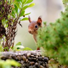 pelziger Freund, Oktober 2020