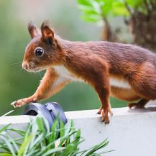 pelziger Freund, Oktober 2020
