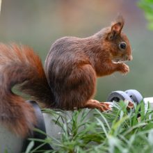 pelziger Freund, Oktober 2020