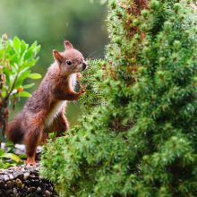 pelziger Freund, Oktober 2020