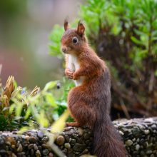 pelziger Freund, Oktober 2020