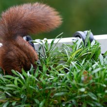 pelziger Freund, Oktober 2020
