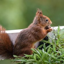 pelziger Freund, Oktober 2020