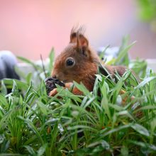 pelziger Freund, Oktober 2020