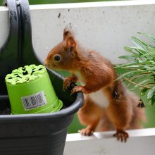 pelziger Freund, Oktober 2020