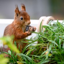 pelziger Freund, Oktober 2020